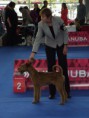 /album/european-dog-show-2014/chester-postoj2-jpg1/