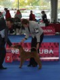 /album/european-dog-show-2014/kirbi-matakovic-jpg2/