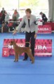/album/european-dog-show-2014/kirbi-vyrez-jpg1/