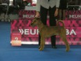 /album/european-dog-show-2014/chester-postoj3-jpg1/