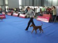 /album/european-dog-show-2014/kirbi-pohyd-jpg/